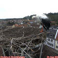 14_30-nest.jpg