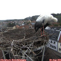 14_45-nest.jpg
