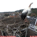 14_50-nest.jpg