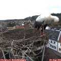 14_55-nest.jpg