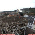 15_00-nest.jpg