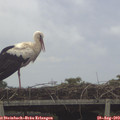 15_05-mast.jpg