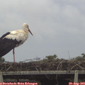 15_10-mast.jpg