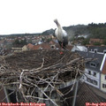 15_10-nest.jpg