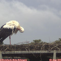 15_15-mast.jpg