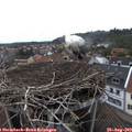 15_15-nest.jpg