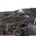 15_20-nest.jpg
