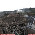 15_25-nest.jpg