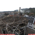 15_30-nest.jpg