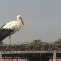 15_35-mast.jpg