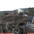 15_35-nest.jpg