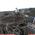15_40-nest.jpg