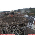 15_50-nest.jpg