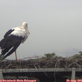15_55-mast.jpg