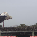 16_00-mast.jpg