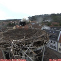 16_00-nest.jpg