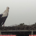 16_05-mast.jpg