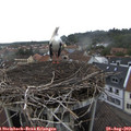 16_05-nest.jpg