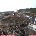 16_15-nest.jpg