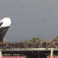 16_20-mast.jpg