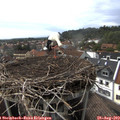 16_20-nest.jpg
