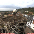 16_25-nest.jpg