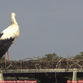 16_30-mast.jpg