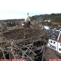 16_30-nest.jpg