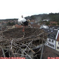 16_35-nest.jpg