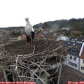 16_40-nest.jpg