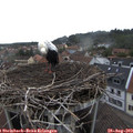 16_45-nest.jpg