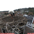 16_50-nest.jpg