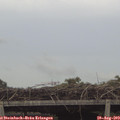 16_55-mast.jpg
