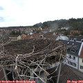 17_00-nest.jpg