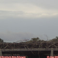 17_05-mast.jpg