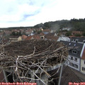 17_05-nest.jpg