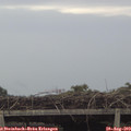 17_25-mast.jpg