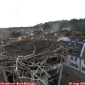 17_35-nest.jpg