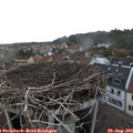17_40-nest.jpg