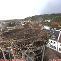 17_50-nest.jpg