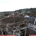18_20-nest.jpg