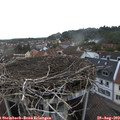 19_10-nest.jpg