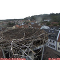 19_20-nest.jpg