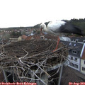 19_35-nest.jpg