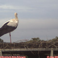 19_45-mast.jpg