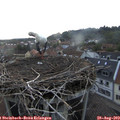 19_45-nest.jpg