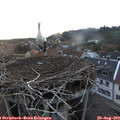 19_50-nest.jpg