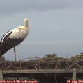 19_55-mast.jpg