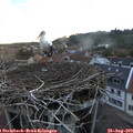 19_55-nest.jpg