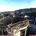 07_15-nest.jpg